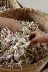Cusine traditionnelle Jinuo à base de plantes sauvages