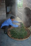 Production traditionnelle du puerh <span class='translation'>(Pu Er tea)</span> à Yi Wu aujourd'hui