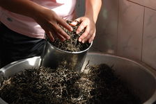 Traditional production of puerh <span class='translation'>(Pu Er tea)</span> Wu Yi today