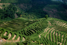 Jardin moderne à Jinuo Shan