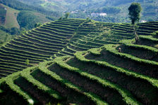 Jardin moderne à Jinuo Shan