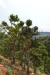 Old tea trees in Laos