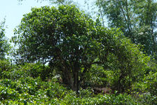 Vieil arbre à thé dans le Yunnan