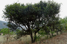 Vieil arbre à thé dans le Yunnan