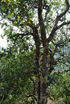 Vieil arbre à thé dans le Yunnan
