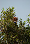 old tea tree in Yunnan