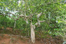 Vieil arbre dans un jardin déforesté