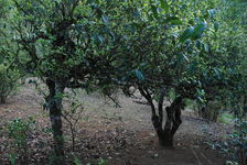 Old tree in a deforested garden