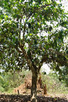 Vieil arbre dans un jardin déforesté