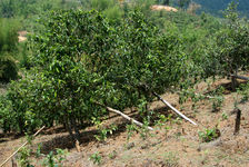 Old tree in a deforested garden