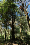 wild tea tree in Yunnan