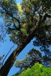 wild tea tree in Yunnan