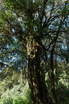 wild tea tree in Yunnan