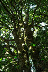 wild tea tree in Yunnan