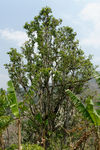 wild tea tree in Yunnan