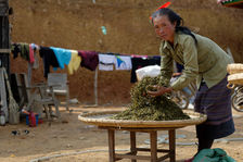 Production du puerh <span class='translation'>(Pu Er tea)</span> vert au Laos