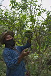 Homme cueillant des feuilles en Thailande