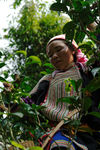 Young woman in a tree in Nanmei