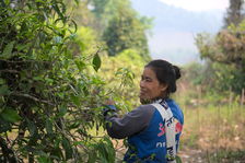 Young woman plucking leaves in Thailand