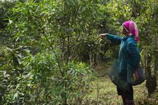 Young woman gathering leaves in Pasha