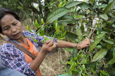 Tea Collector in Thailand