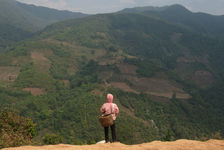 Tea Collector in Mengku