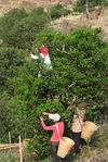 Tea Collector in Bing Dao