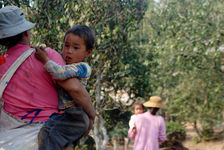 Cueilleuse de thé à Pu'Er