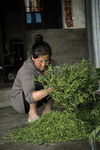 Leaf rolling in Mengku