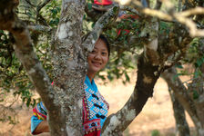 Cueilleuses déguisées dans un jardin à thé