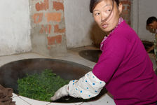 Déscitation des feuilles à Bing Dao, Yunnan