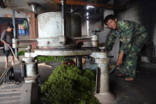 Work of tea leaves in Laos