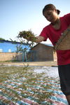 Travail des feuilles de thé au Laos