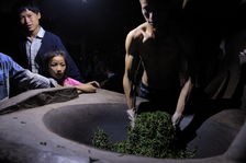 Work of tea leaves in Laos