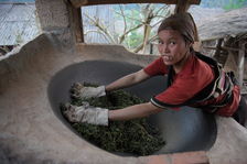 Travail des feuilles de thé au Laos