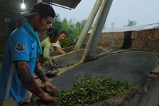 Men and women working together tea leaves