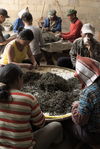 Sorting leaves in a Jinuo Shan workshop