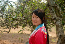 Pickers disguised in a tea garden