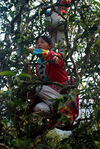 Pickers disguised in a tea garden