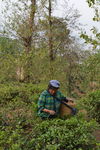 In a Tea Garden