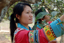 Pickers disguised in a tea garden