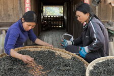 Small producers in Yanuo Shan