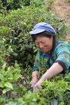 Women plucking leaves at Fengqing