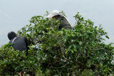 Man and woman in a tea tree