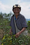 Homme cueillant des feuilles au Laos