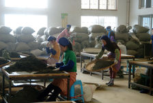  Chen Sheng Menghai Factory