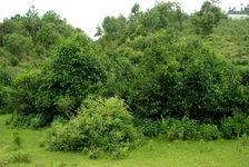  Great tea trees in Yong In, Lincang