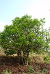  Old tea tree to Bing Dao, Lincang