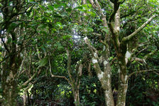 Arbres anciens à Nanuo, Xishuangbanna