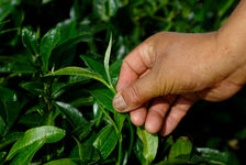  bud and young leaf puerh <span class='translation'>(Pu Er tea)</span> (Jinuo Shan)